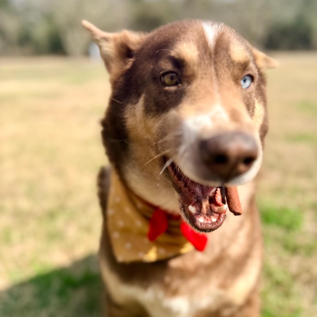 Cherry Pepper — thumbnail 4