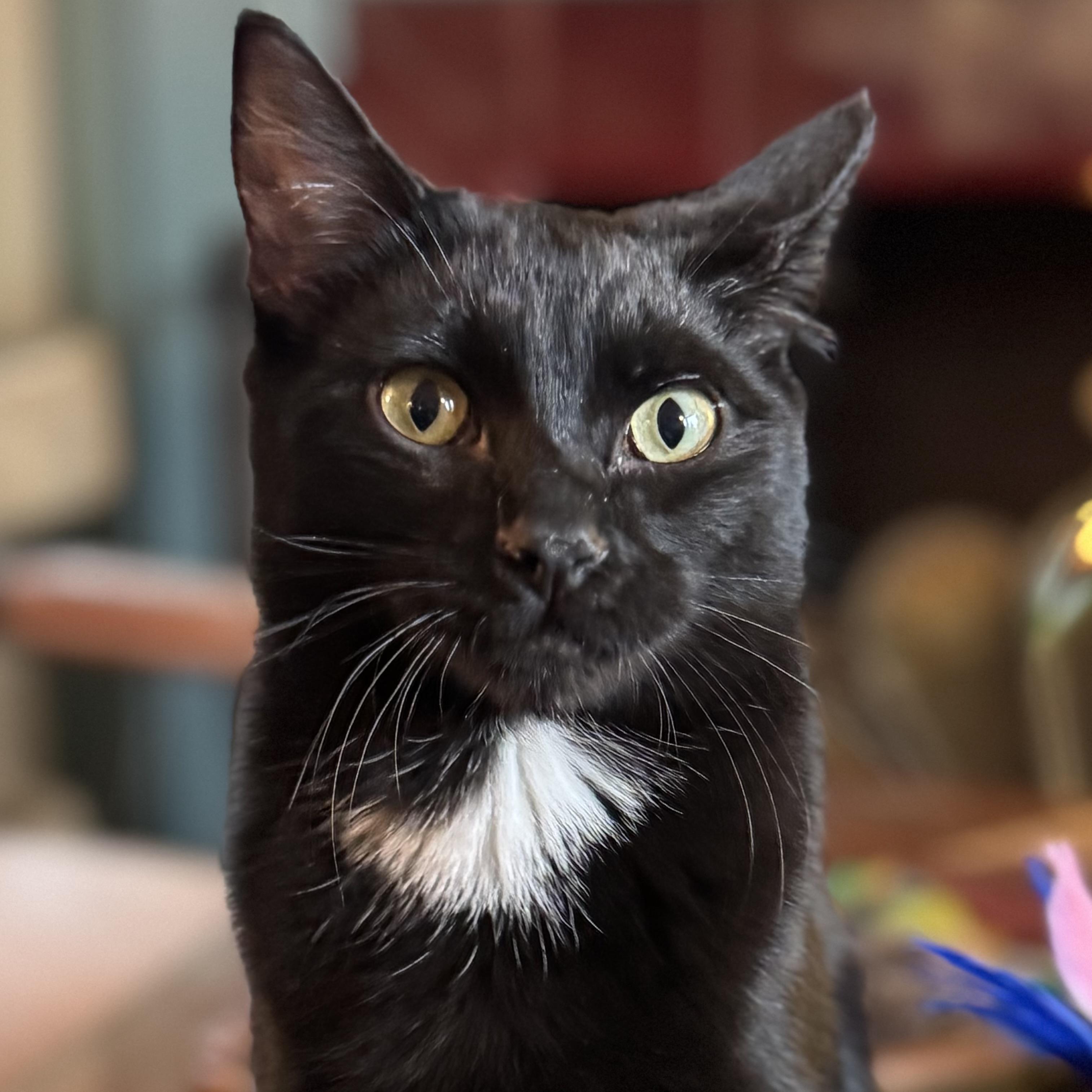 Enlarge Carmine (bonded with Caterina), a Adoptable Domestic Short Hair in Wilsonville, OR image 1/5