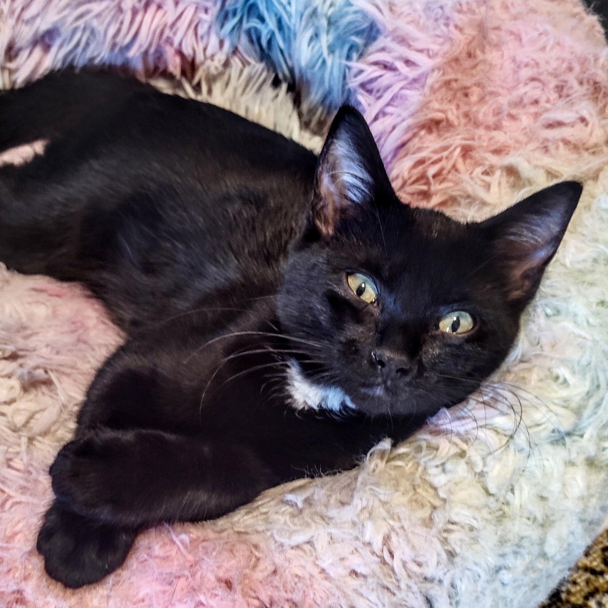 Enlarge Carmine (bonded with Caterina), a Adoptable Domestic Short Hair in Wilsonville, OR image 2/5