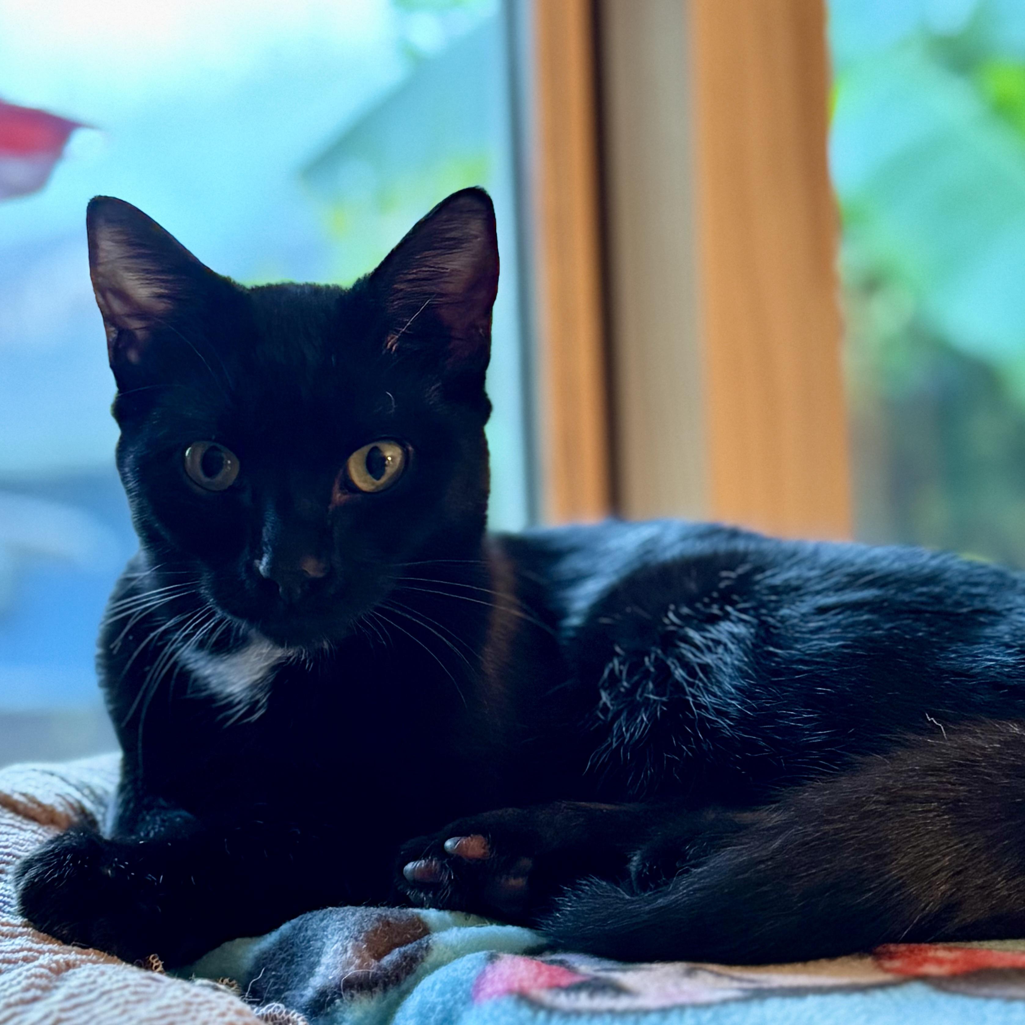 Enlarge Carmine (bonded with Caterina), a Adoptable Domestic Short Hair in Wilsonville, OR image 3/5