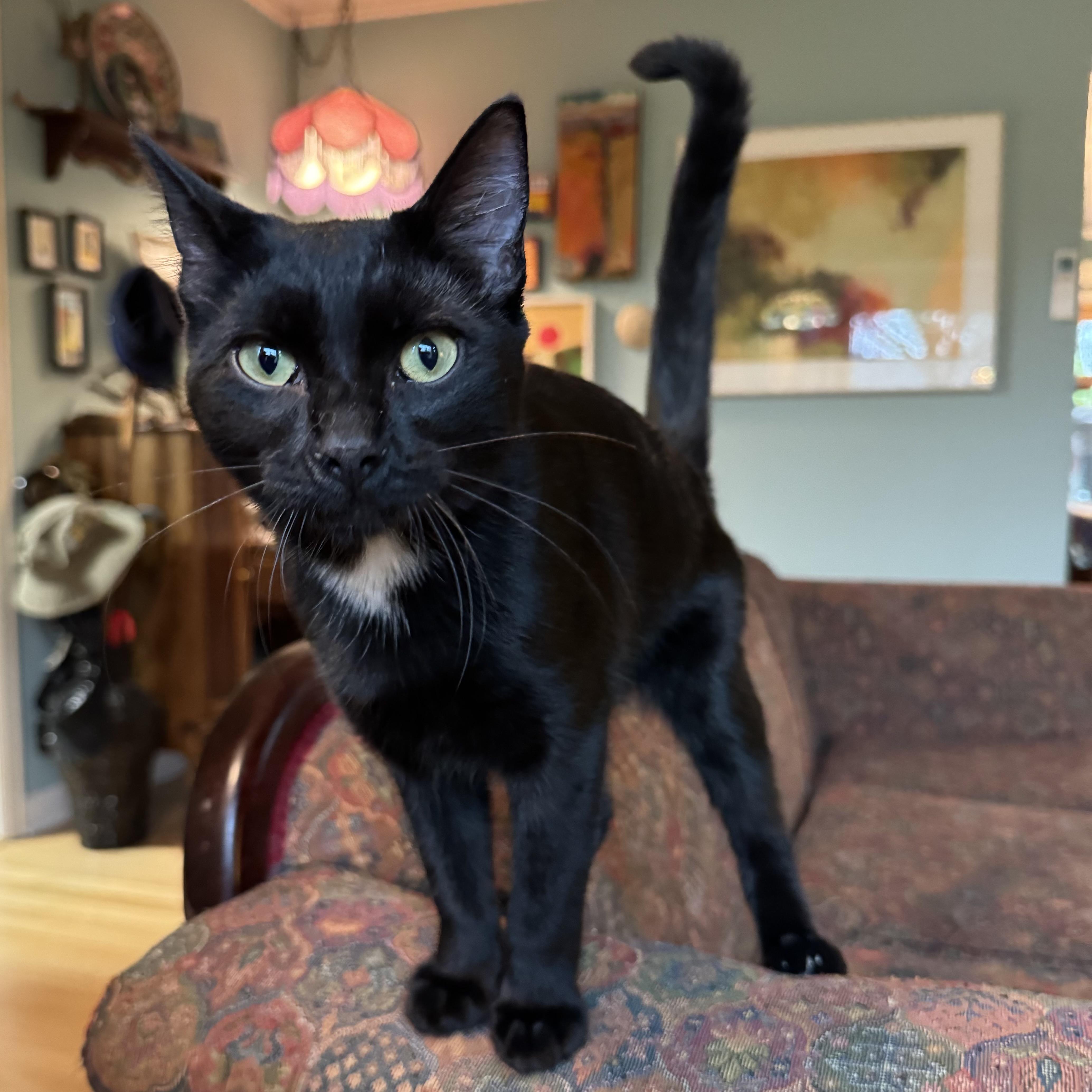 Enlarge Carmine (bonded with Caterina), a Adoptable Domestic Short Hair in Wilsonville, OR image 4/5