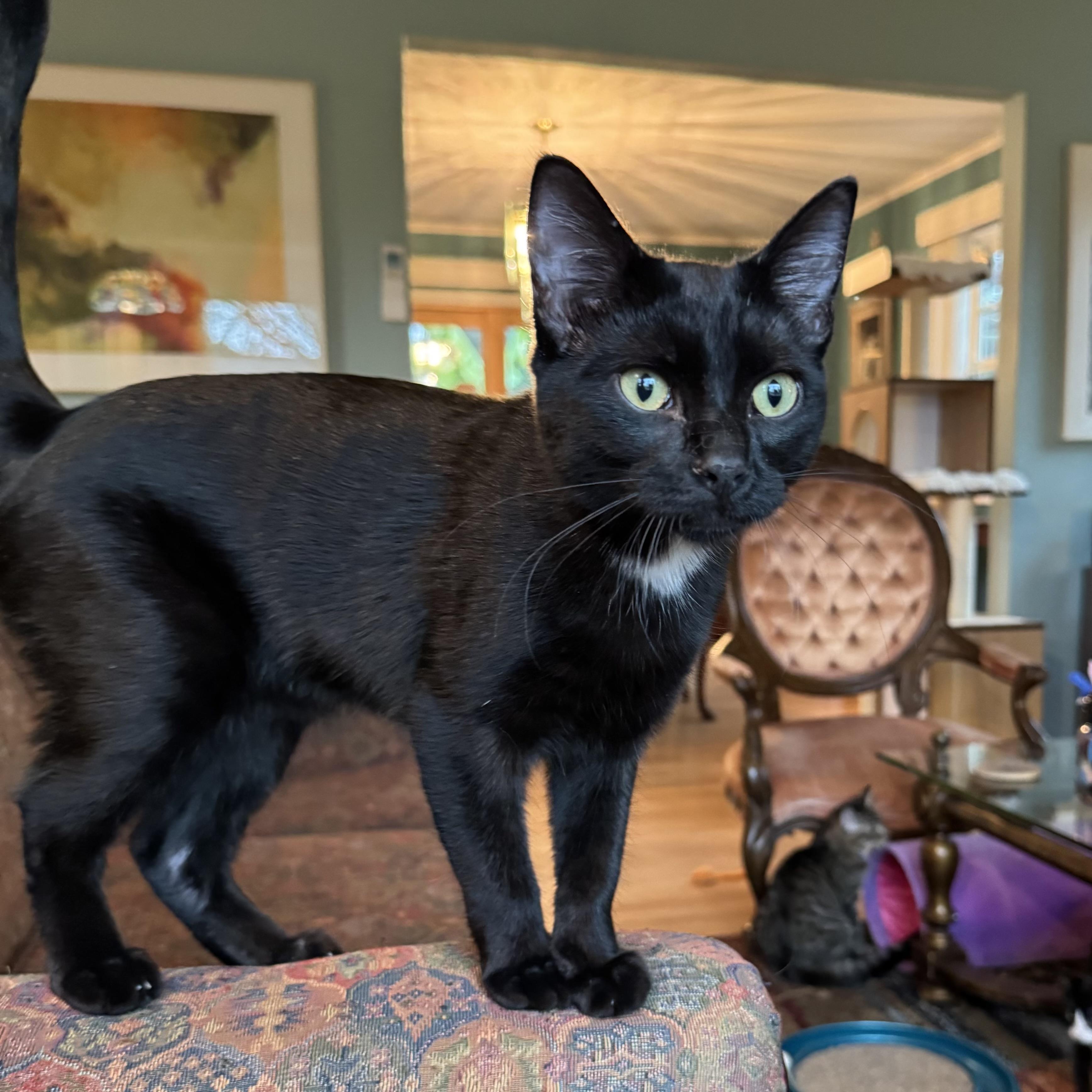 Enlarge Carmine (bonded with Caterina), a Adoptable Domestic Short Hair in Wilsonville, OR image 5/5