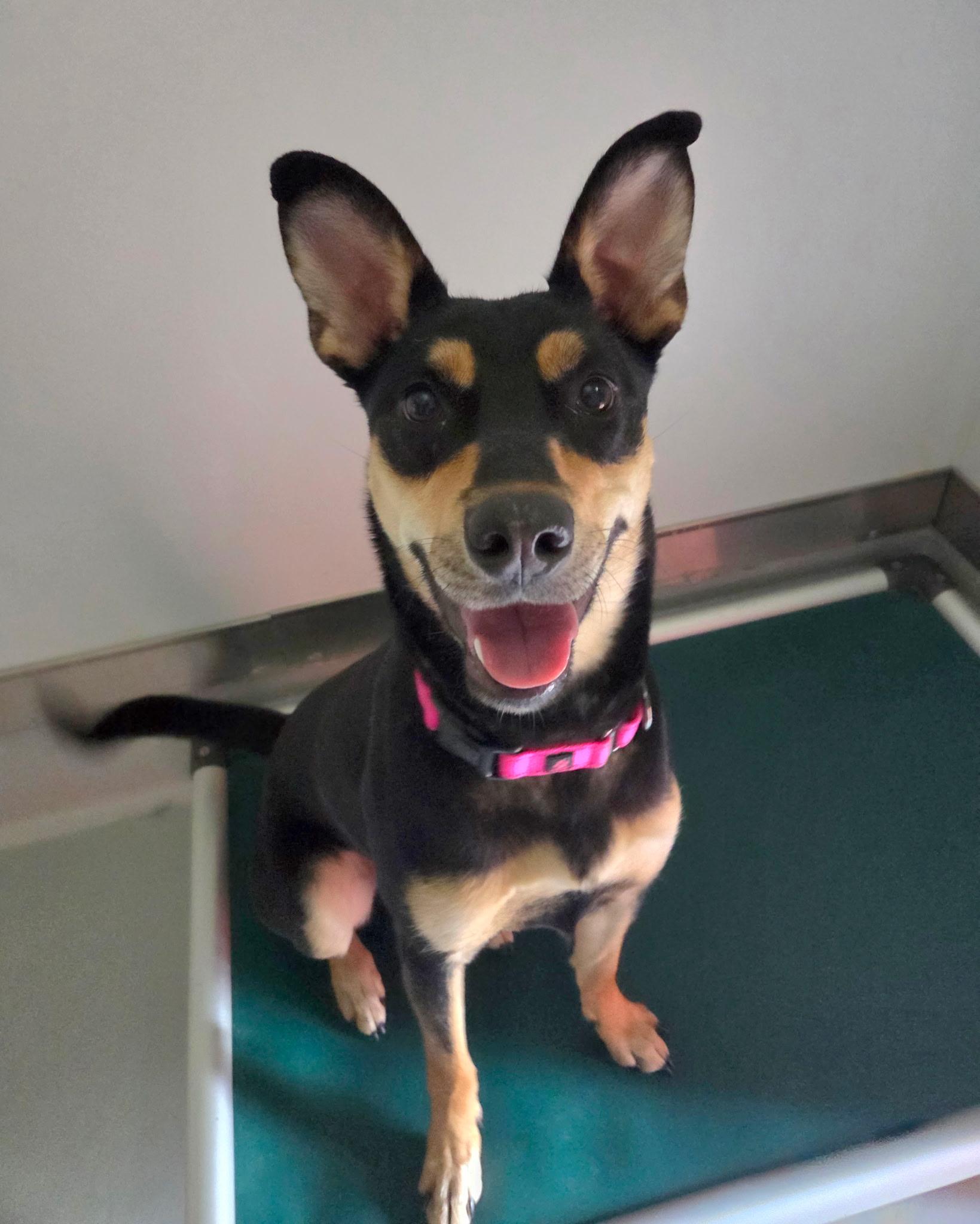 Enlarge Piper, a Adoptable mixed breed in Chico, CA image 1/1