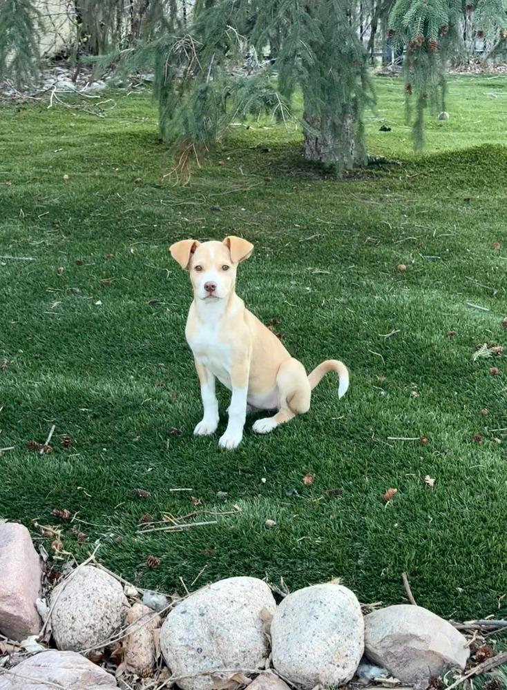 Sassy Girl, Adoptable, Puppy Female Labrador Retriever & Pit Bull Terrier.