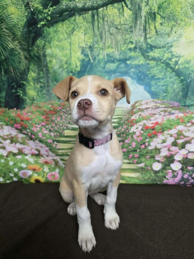 Enlarge Sassy Girl, a Adoptable mixed breed in Parker, CO image 2/6