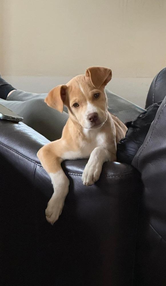 Enlarge Sassy Girl, a Adoptable mixed breed in Parker, CO image 3/6