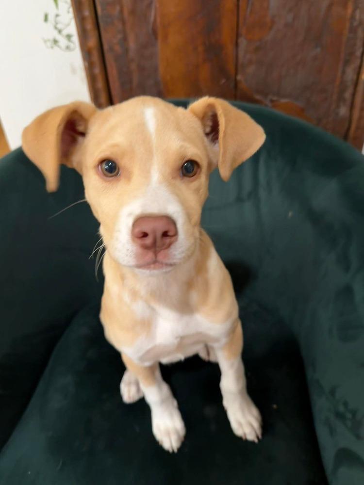 Enlarge Sassy Girl, a Adoptable mixed breed in Parker, CO image 4/6