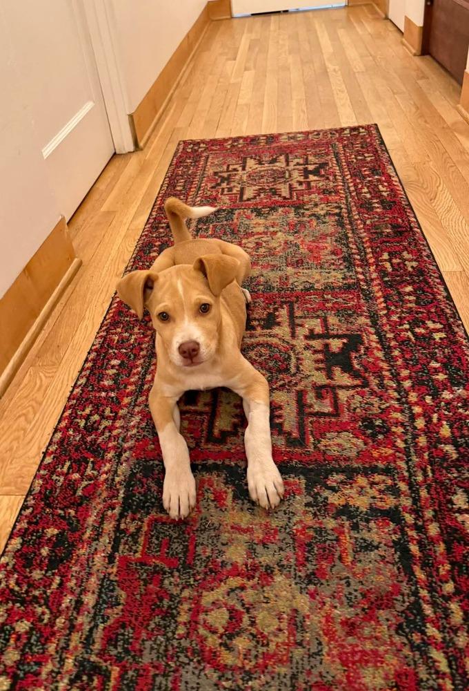 Enlarge Sassy Girl, a Adoptable mixed breed in Parker, CO image 5/6