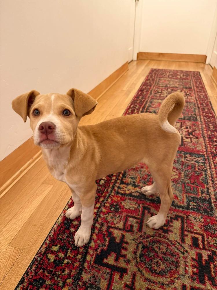 Enlarge Sassy Girl, a Adoptable mixed breed in Parker, CO image 6/6