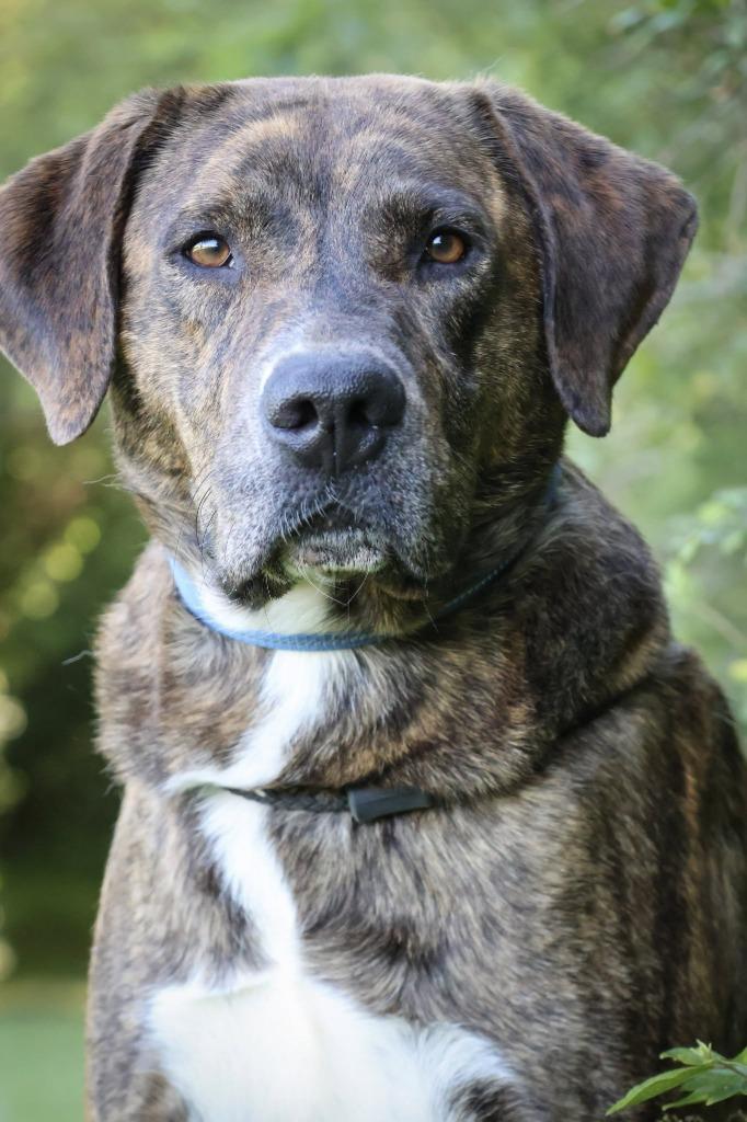Benny, Adoptable, Young Male Mixed Breed.