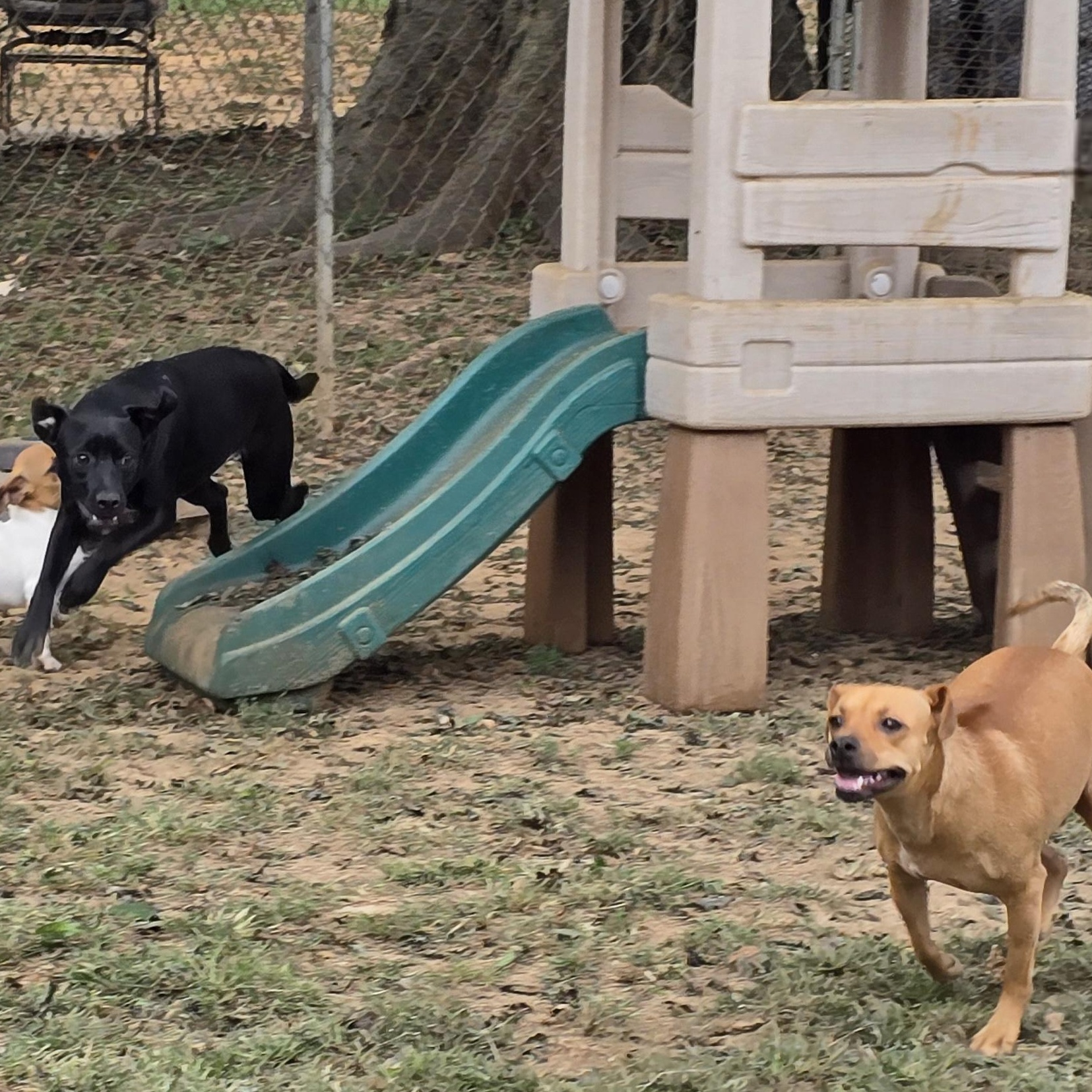 Darcy, a Adoptable Miniature Pinscher in Athens, AL image 3/4