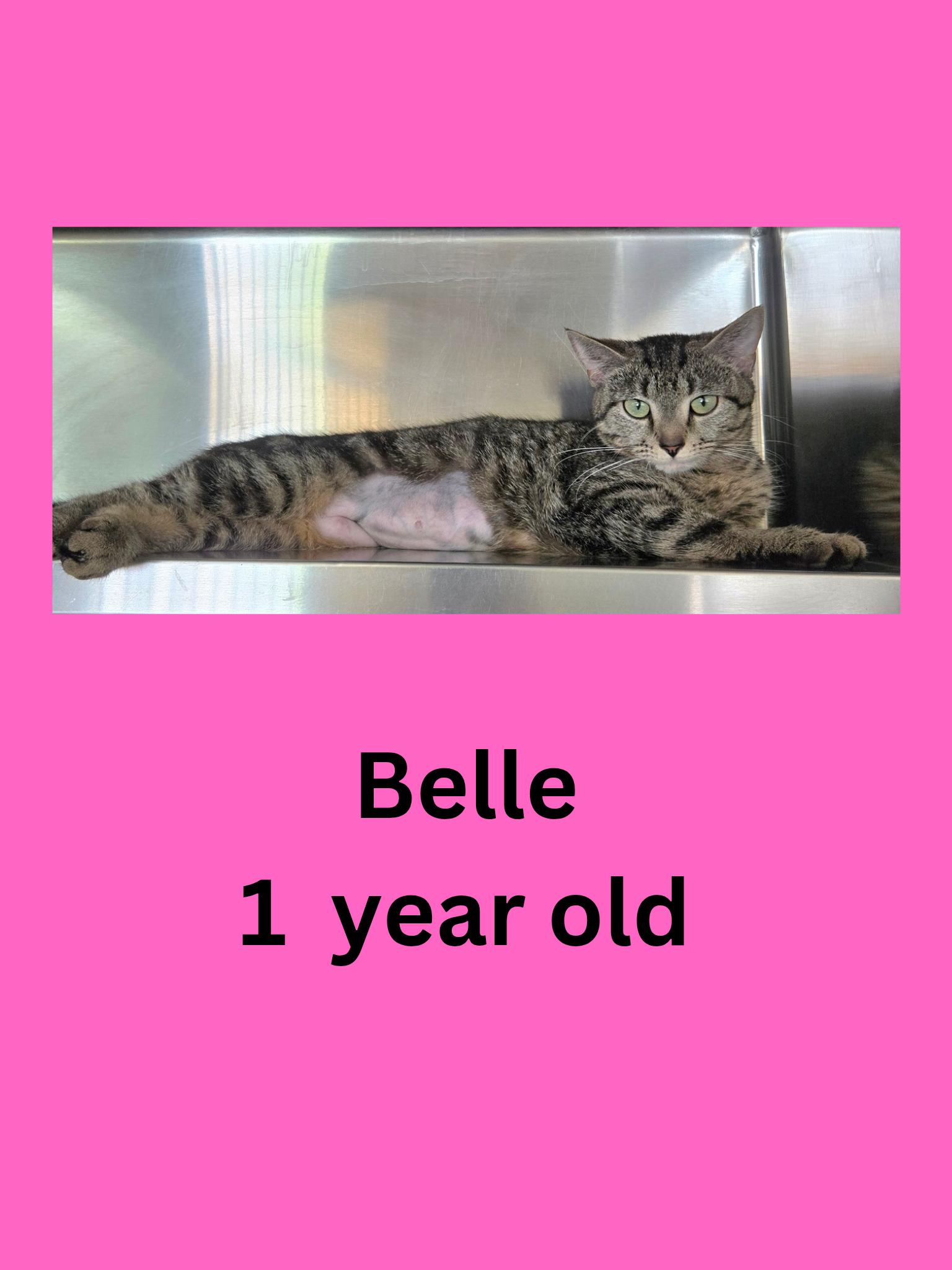 Belle, ADOPTABLE, Adult Female Domestic Short Hair.