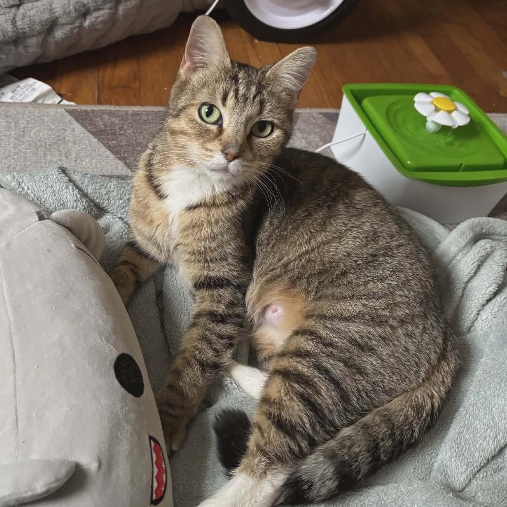 Enlarge Maron, a Adoptable Domestic Short Hair in Springfield, OH image 1/2