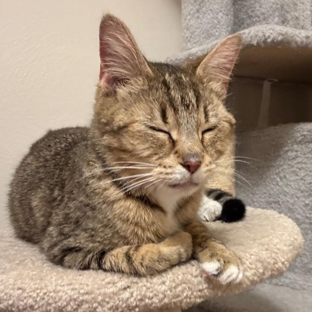 Enlarge Maron, a Adoptable Domestic Short Hair in Springfield, OH image 2/2