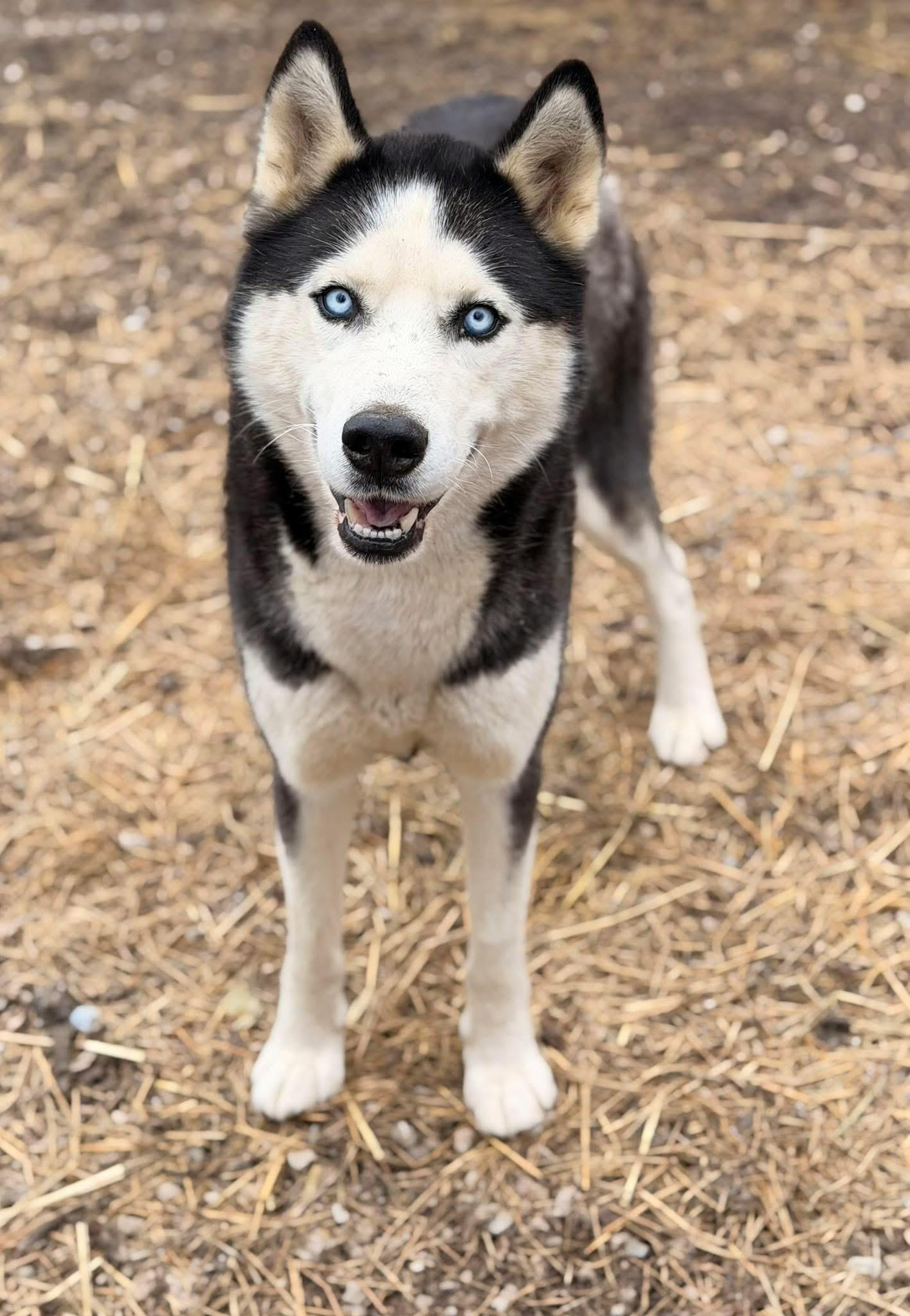 Enlarge Glacier, an adoption pending Husky in Lawrenceburg, KY image 1/1