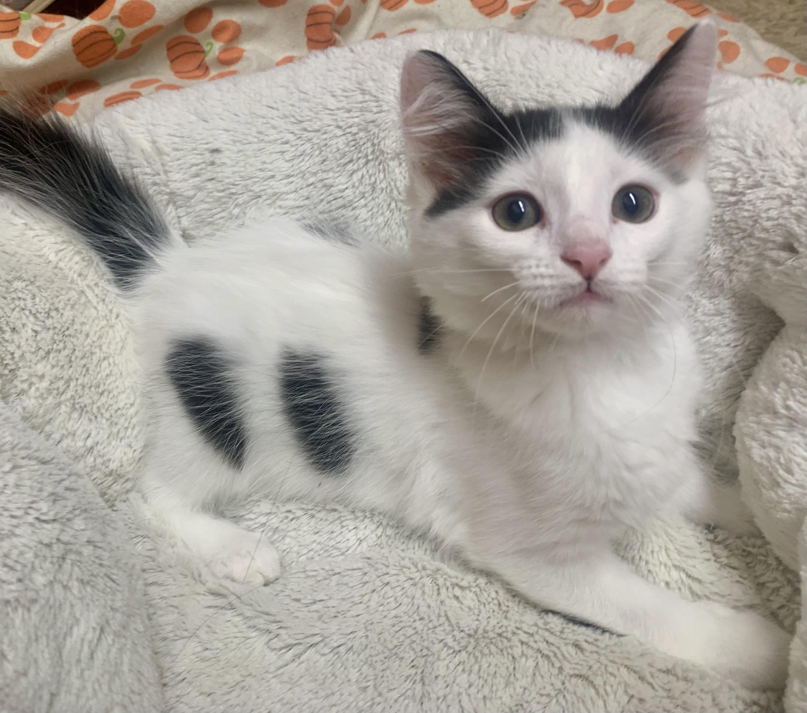 Micky, adopted, Young Male Domestic Medium Hair.