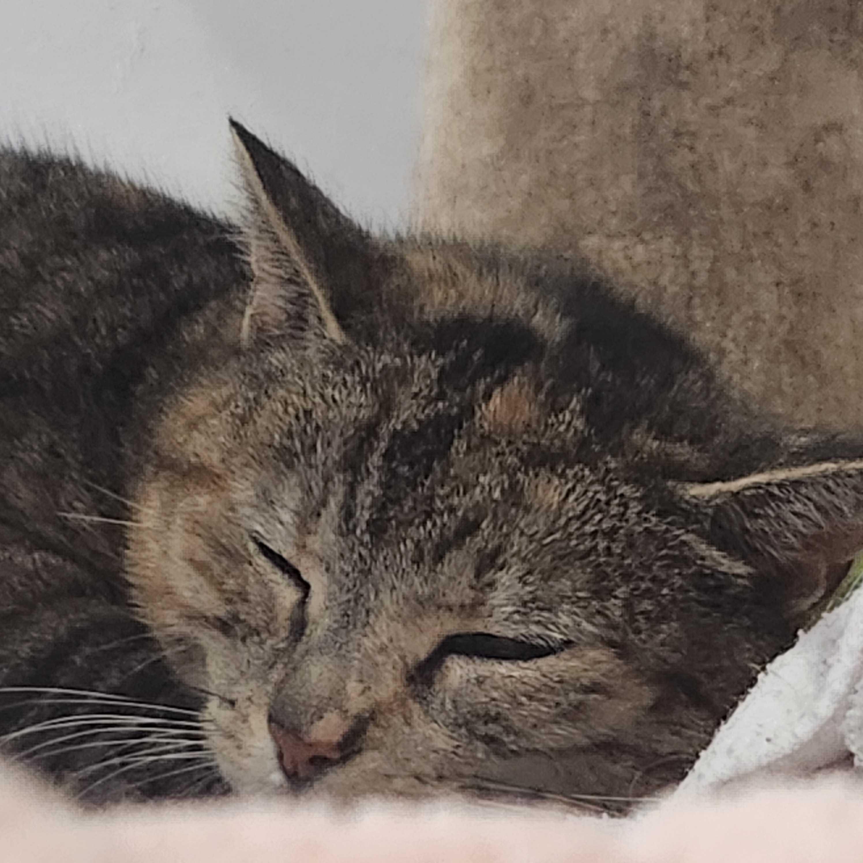 Tiger Lily, a Adoptable Domestic Short Hair in Toronto, ON image 1/5