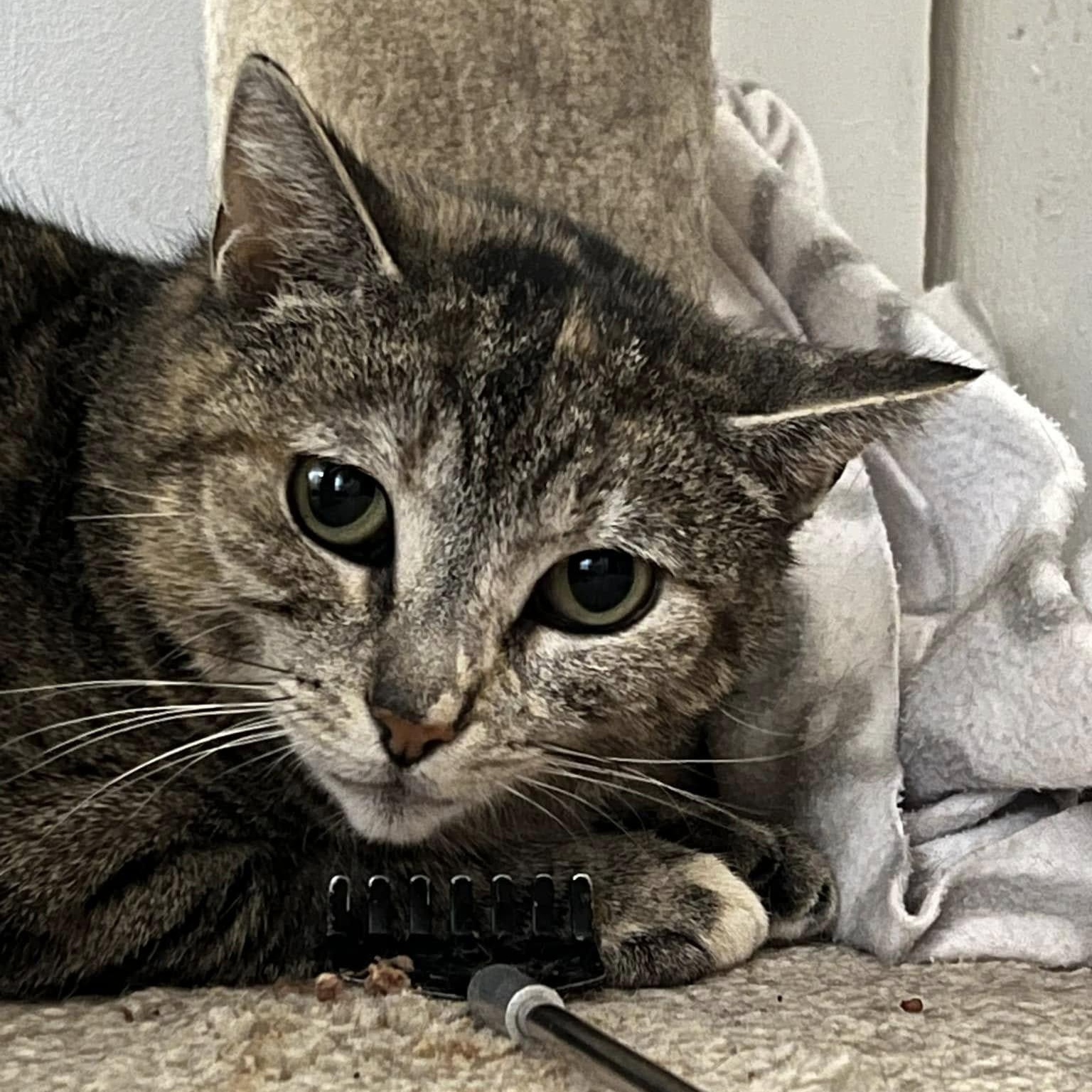 Tiger Lily, a Adoptable Domestic Short Hair in Toronto, ON image 3/5