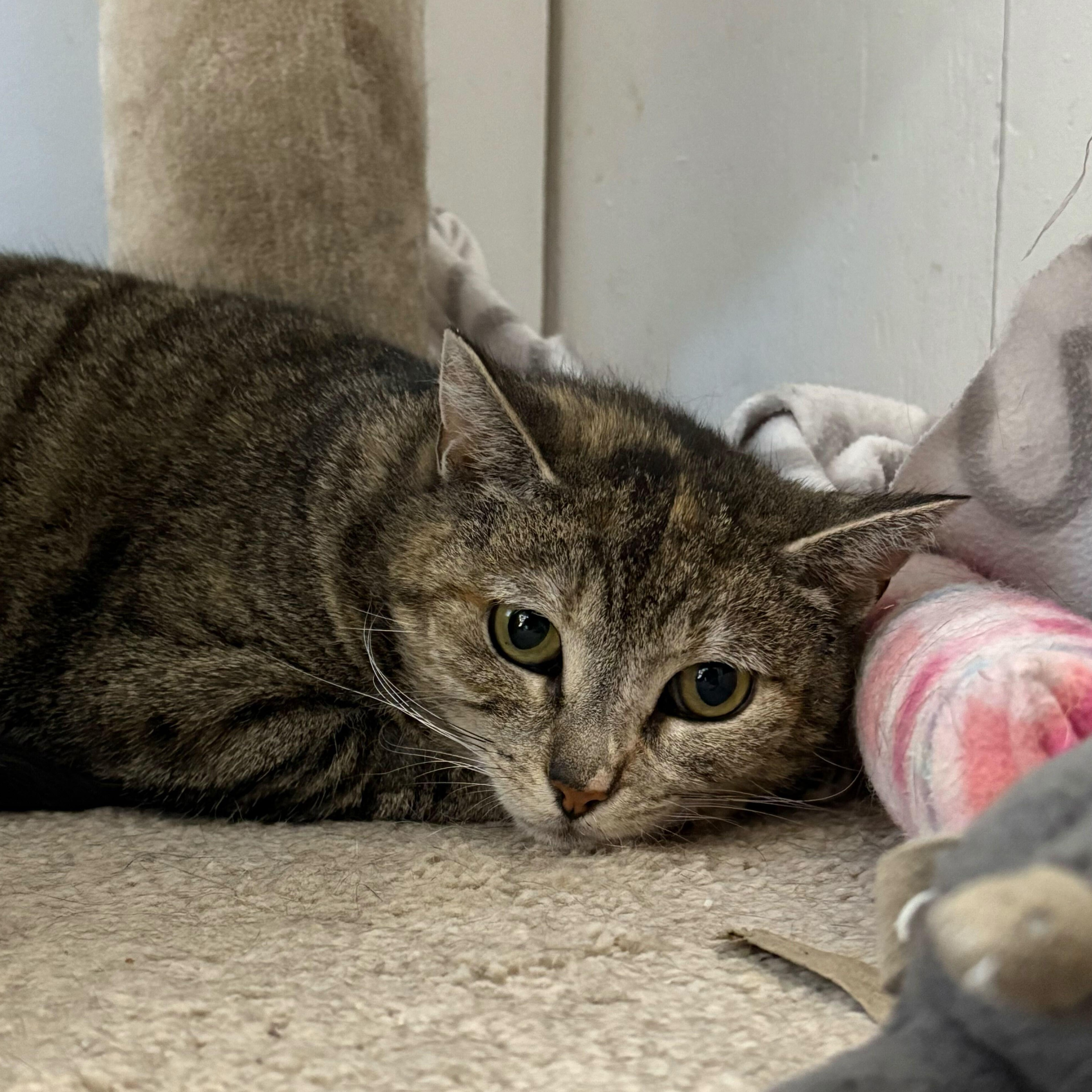 Tiger Lily, a Adoptable Domestic Short Hair in Toronto, ON image 5/5