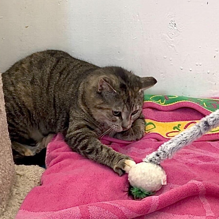 Tiger Lily, a Adoptable Domestic Short Hair in Toronto, ON image 4/5