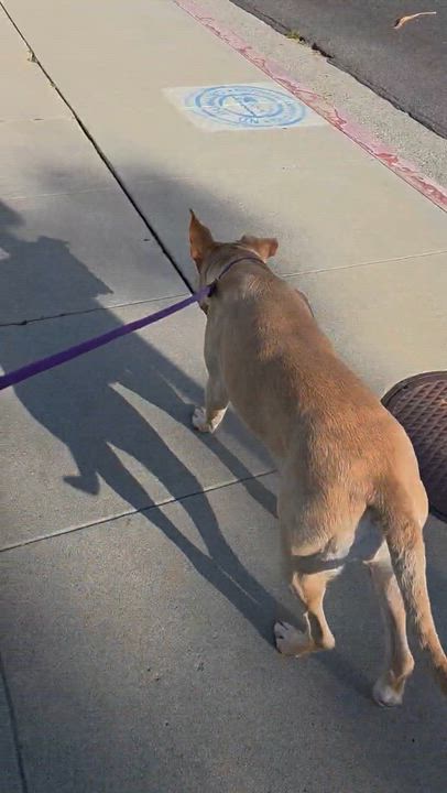 Enlarge Cleopatra, a ADOPTABLE mixed breed in Cool, CA video 5/6