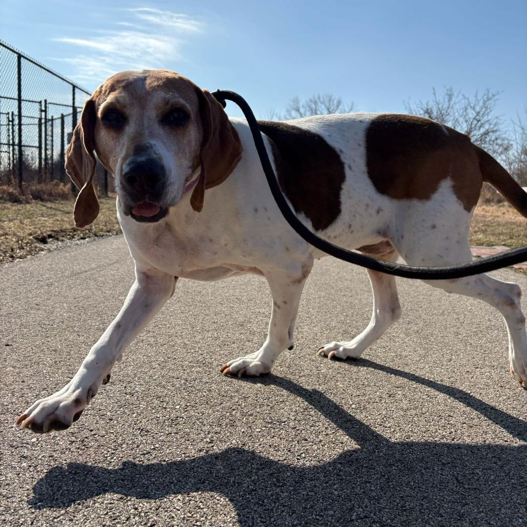 Daisy — thumbnail 2