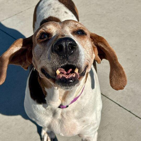 Daisy — thumbnail 3