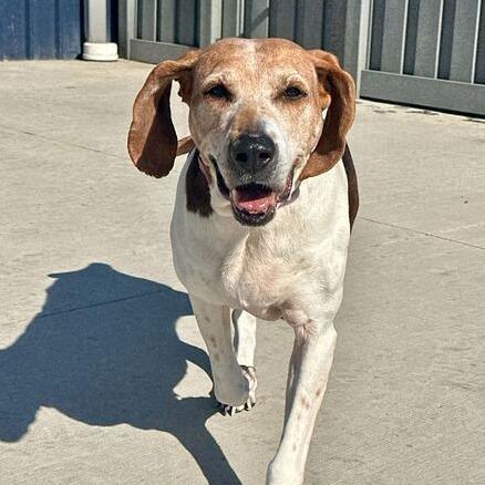 Daisy — thumbnail 4