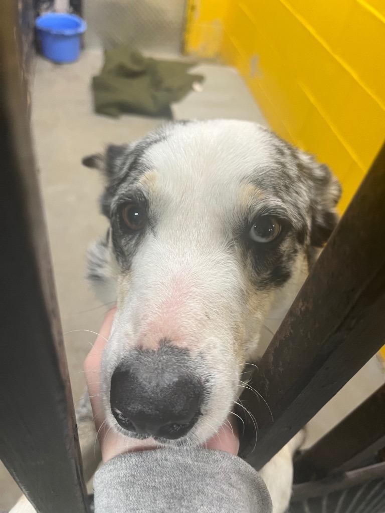 Milky Way, a Adoptable mixed breed in Murray, KY image 1/2