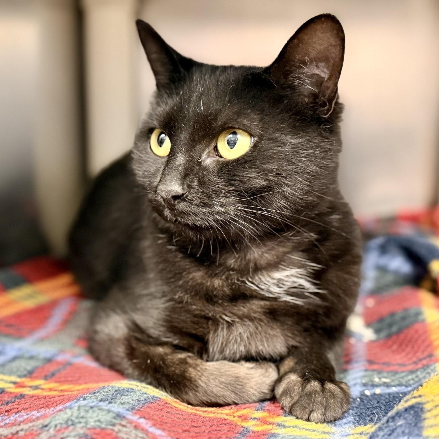 Enlarge Hannah, a Adoptable Domestic Short Hair in Manahawkin, NJ image 2/2