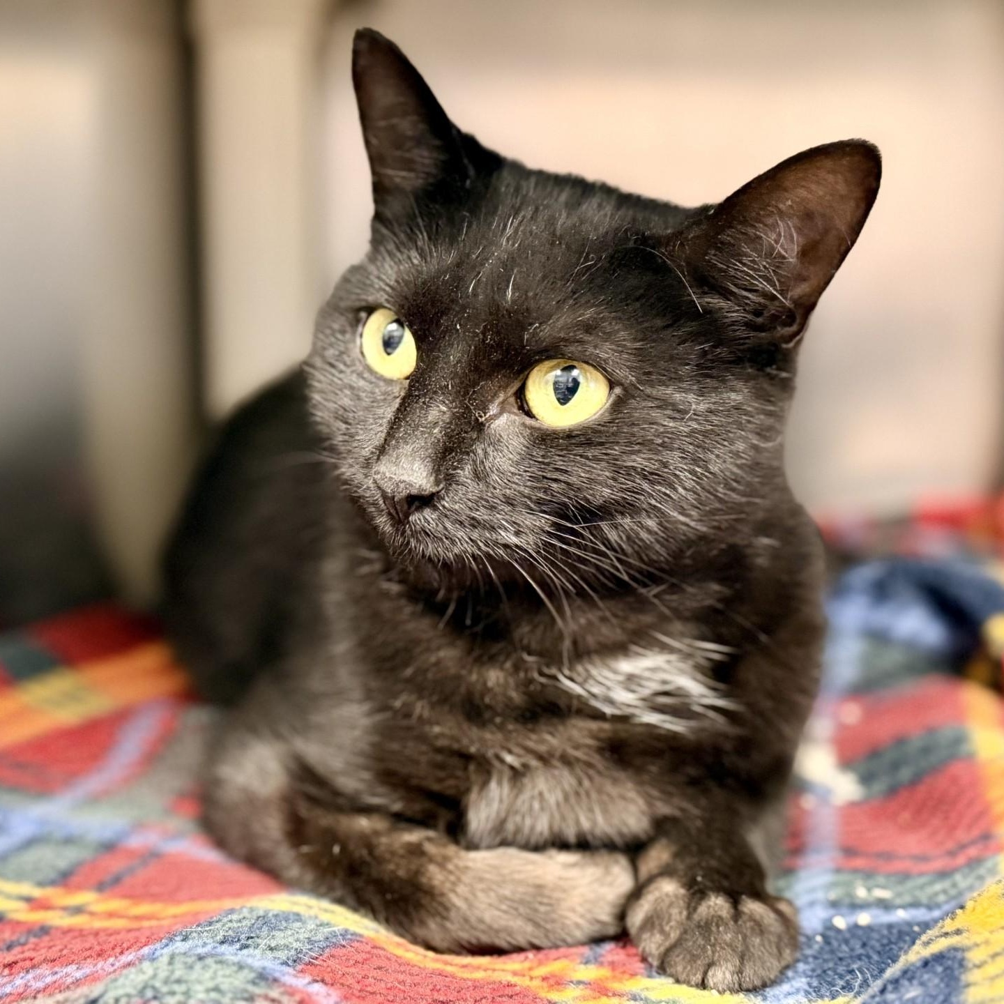 Hannah, Adoptable, Adult Female Domestic Short Hair.