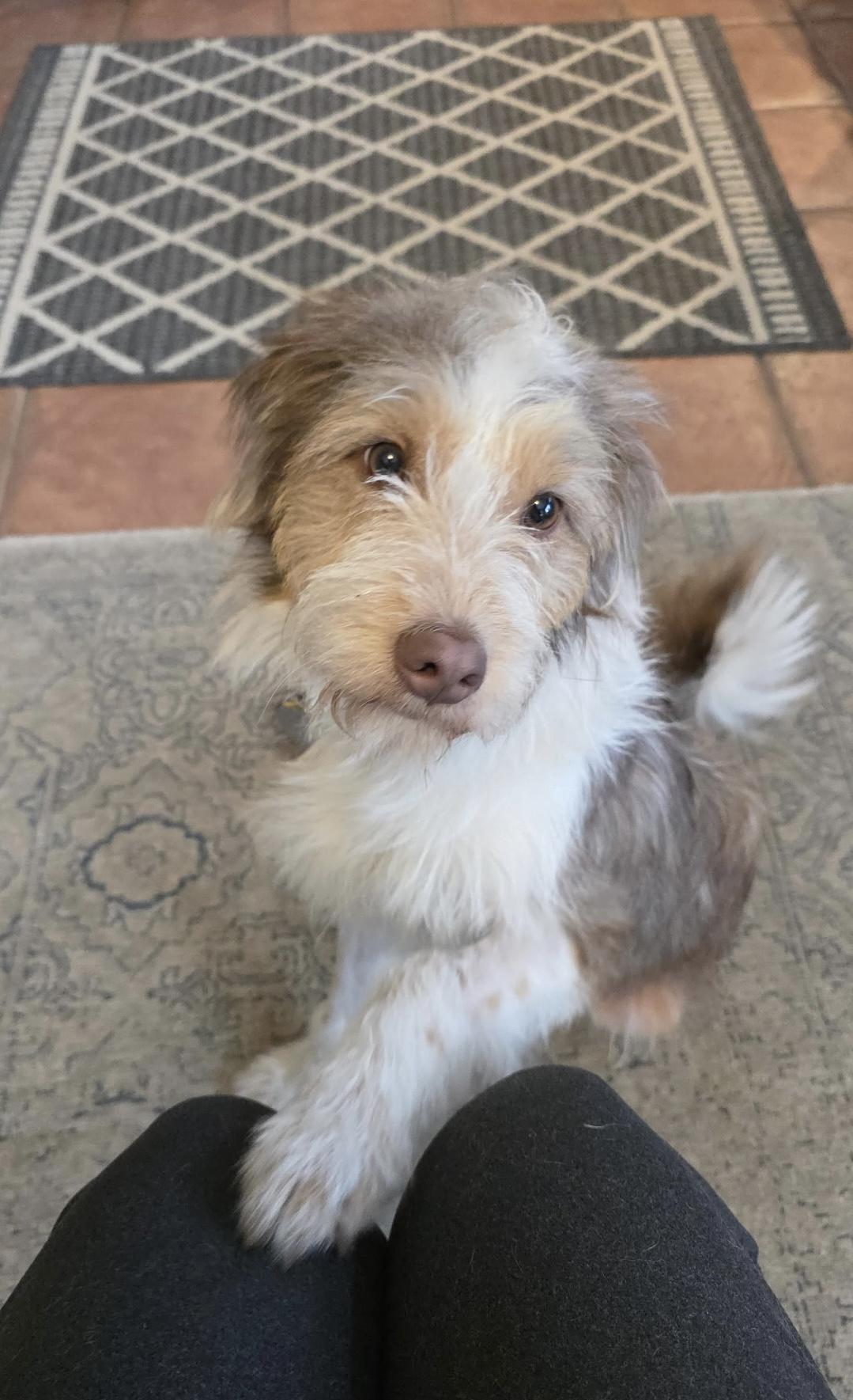 Courage, an adoption pending mixed breed in Palisades Park, NJ image 5/6