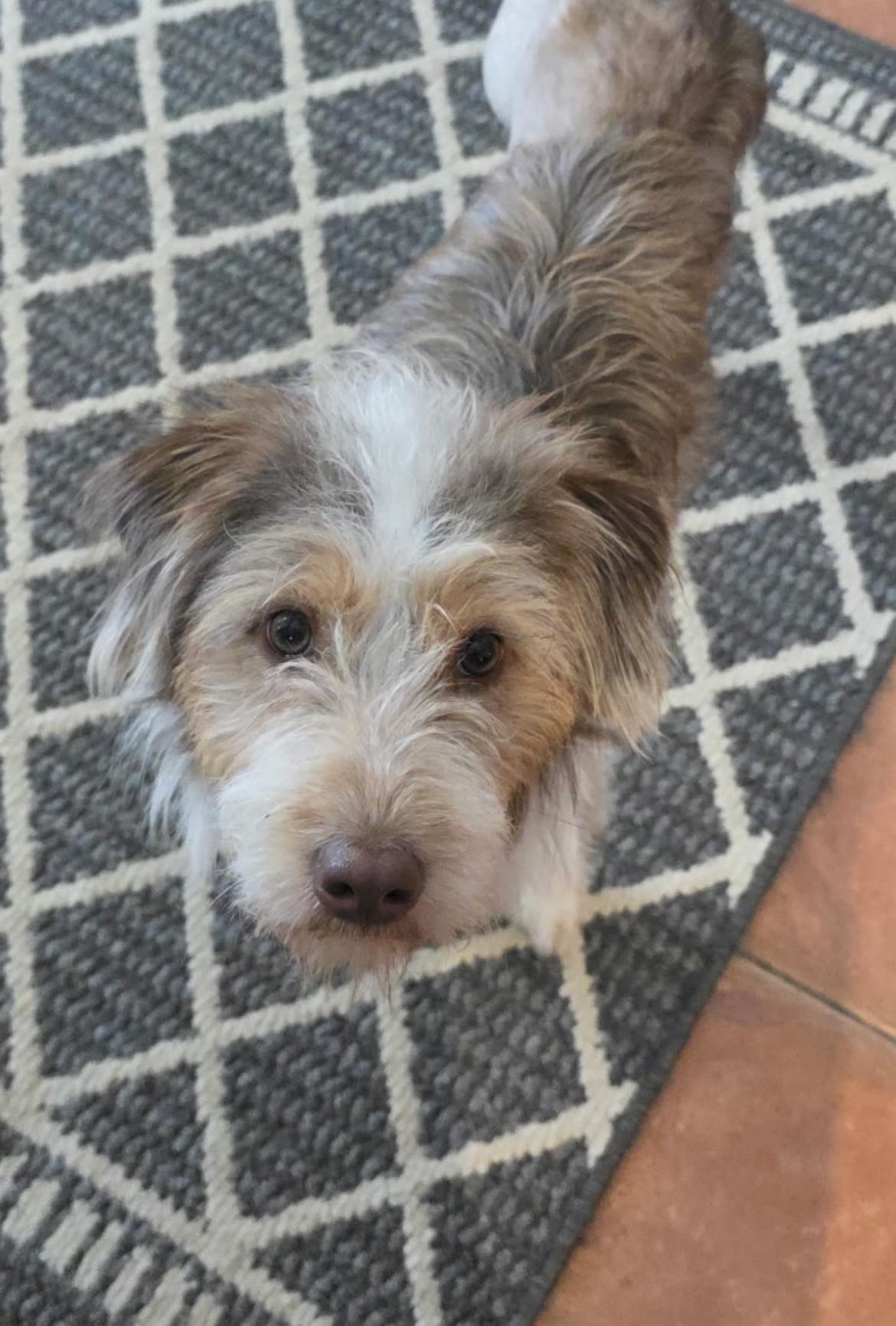 Courage, ADOPTABLE, Young Male Aussiedoodle.
