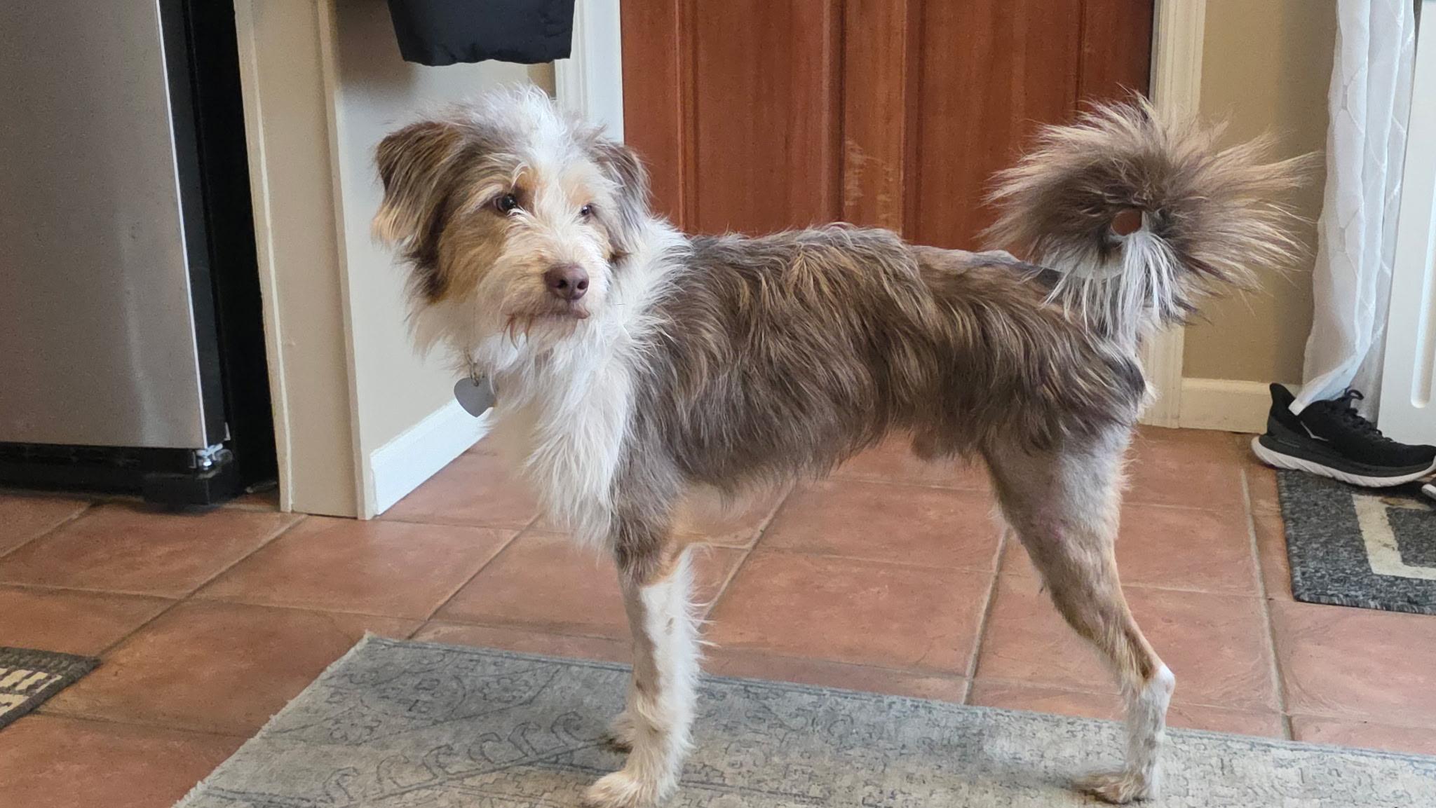 Courage, an adoption pending mixed breed in Palisades Park, NJ image 2/6