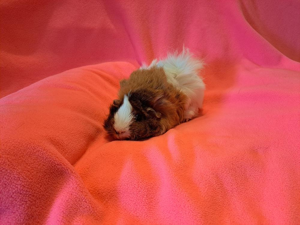 Abby and Anna, Adoptable, Adult Female Guinea Pig & Guinea Pig.