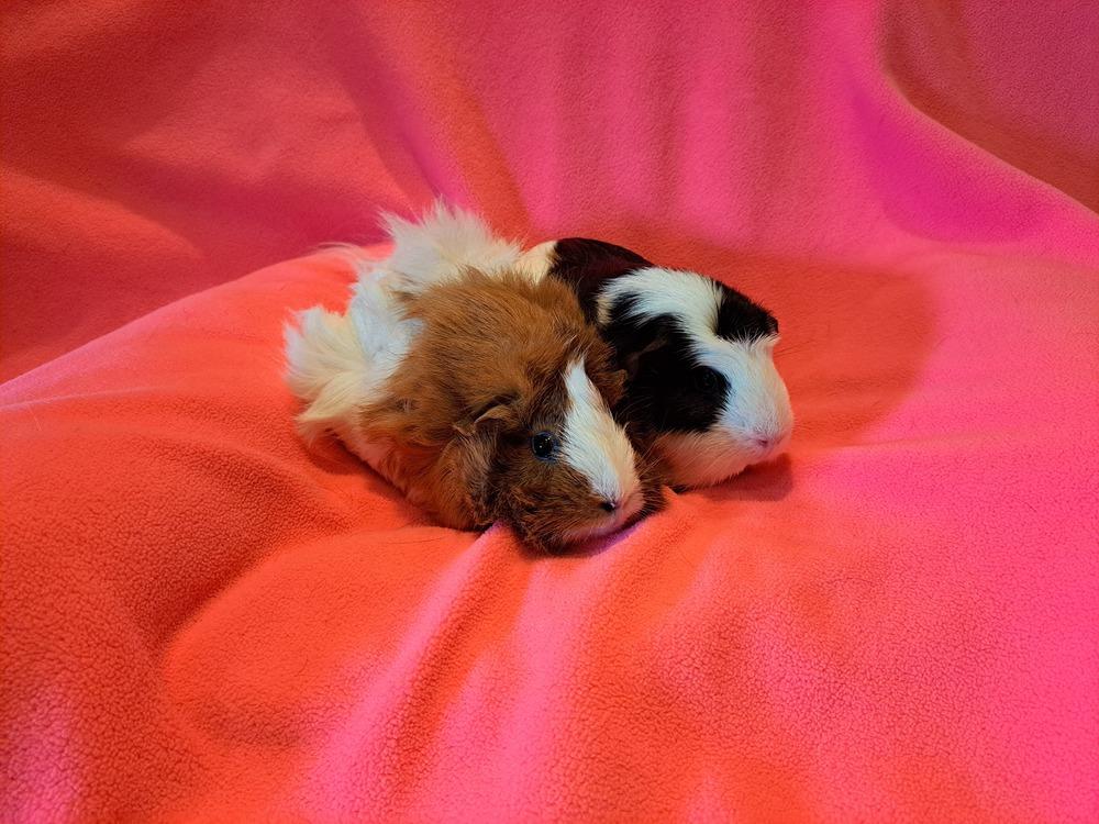 Enlarge Abby and Anna, a Adoptable mixed breed in South Bend, IN image 2/5