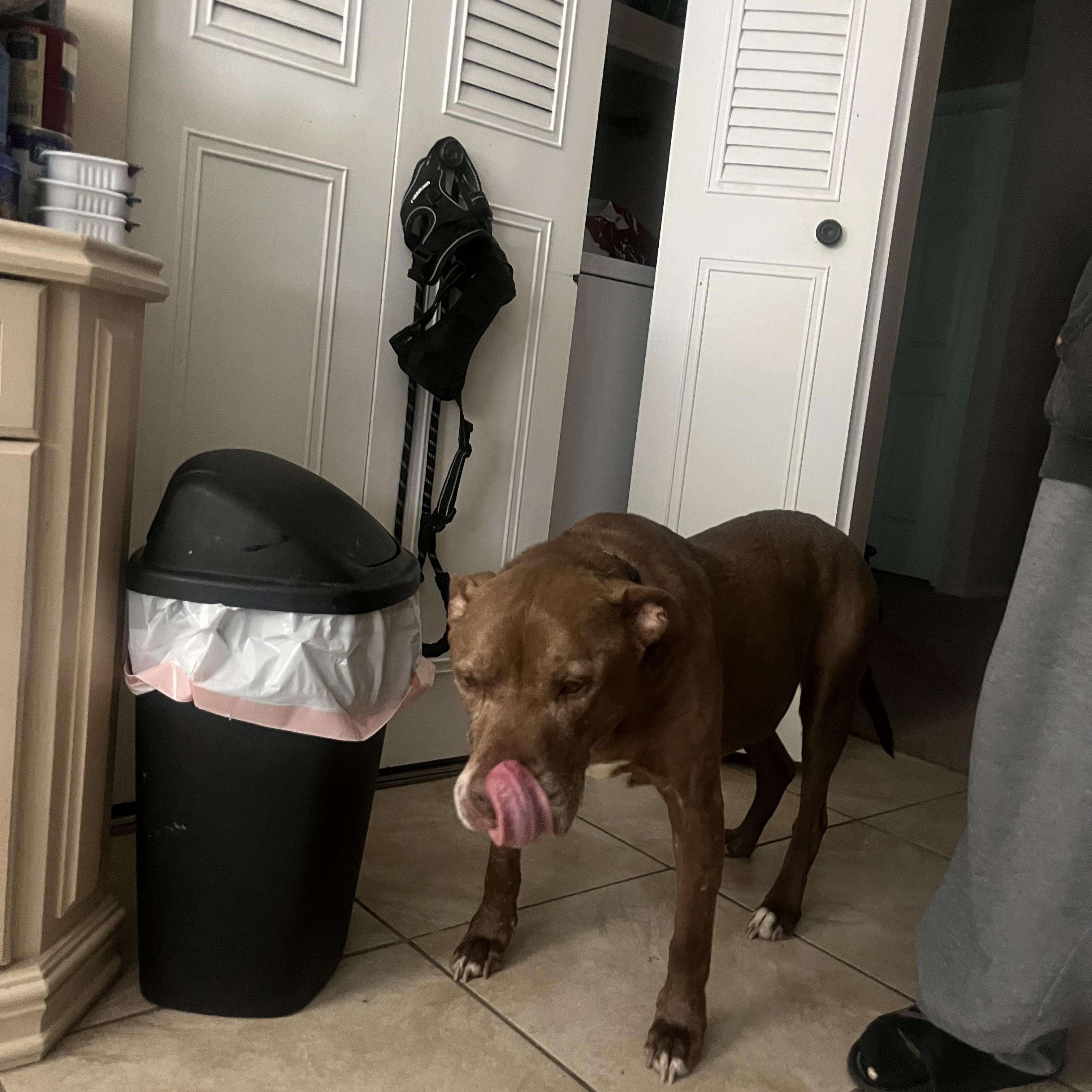 Enlarge Rocky, a Adoptable mixed breed in Garnet Valley, PA image 6/6