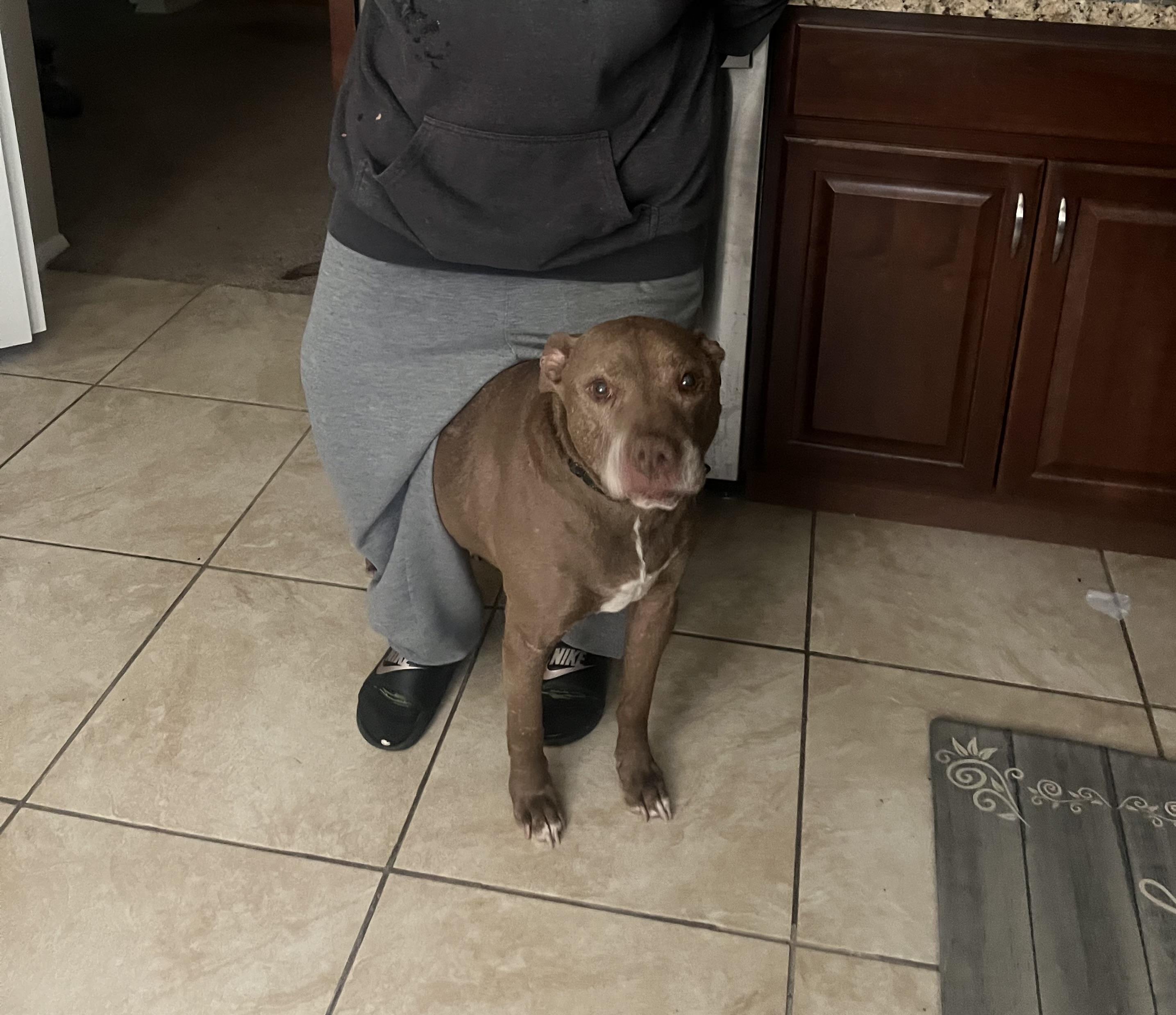 Enlarge Rocky, a Adoptable mixed breed in Garnet Valley, PA image 1/6