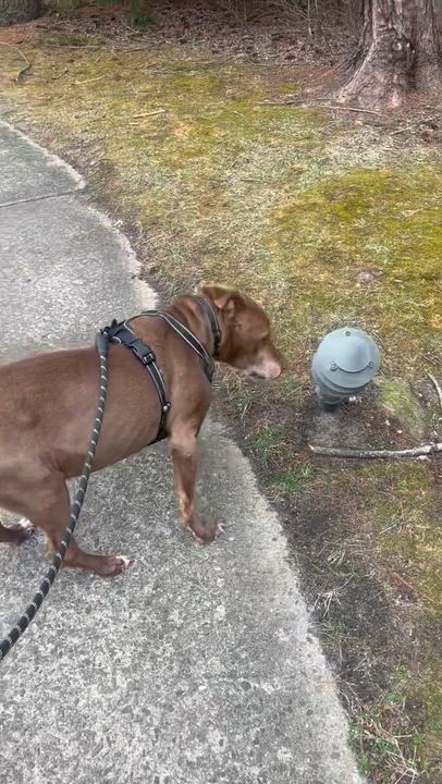 Enlarge Rocky, a Adoptable mixed breed in Garnet Valley, PA video 5/6