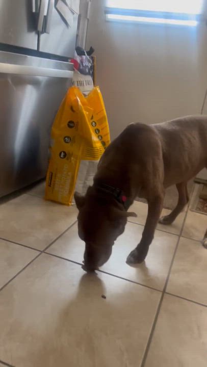Enlarge Rocky, a Adoptable mixed breed in Garnet Valley, PA video 4/6