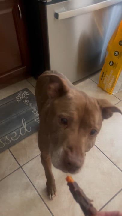 Enlarge Rocky, a Adoptable mixed breed in Garnet Valley, PA video 2/6