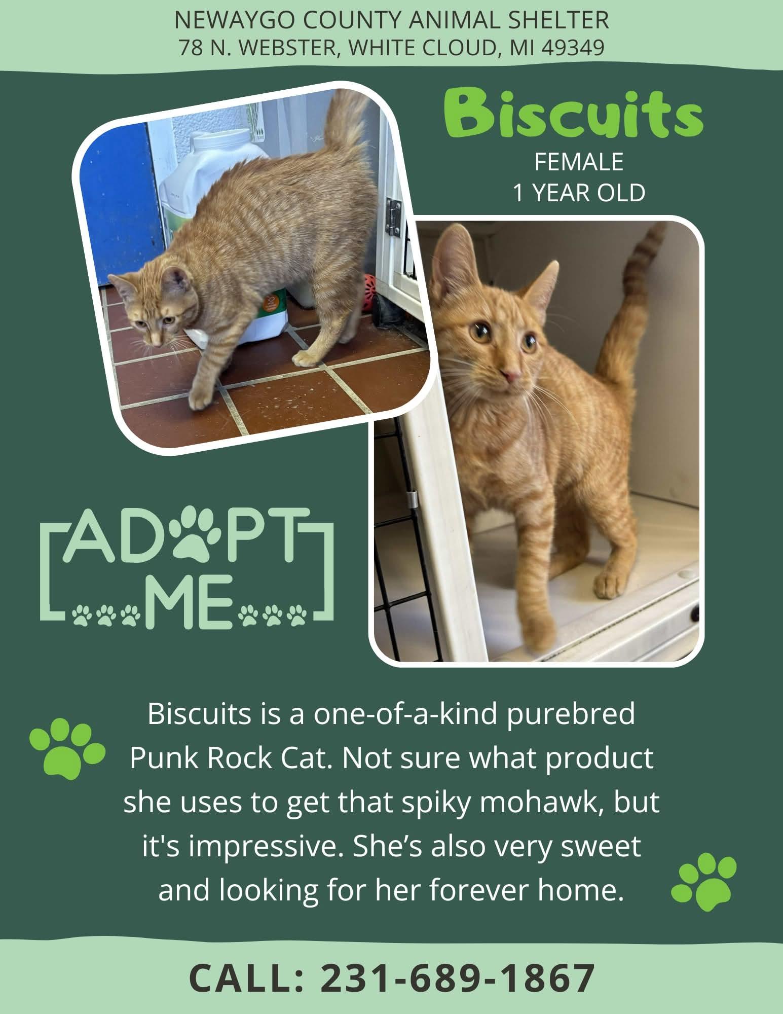 Enlarge Biscuits, a Adoptable Domestic Short Hair in White Cloud, MI image 1/1
