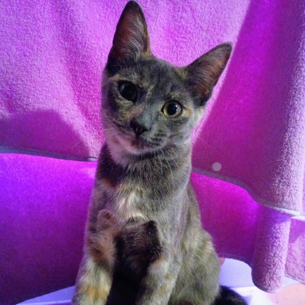Violet, Adoptable, Young Female Domestic Short Hair.