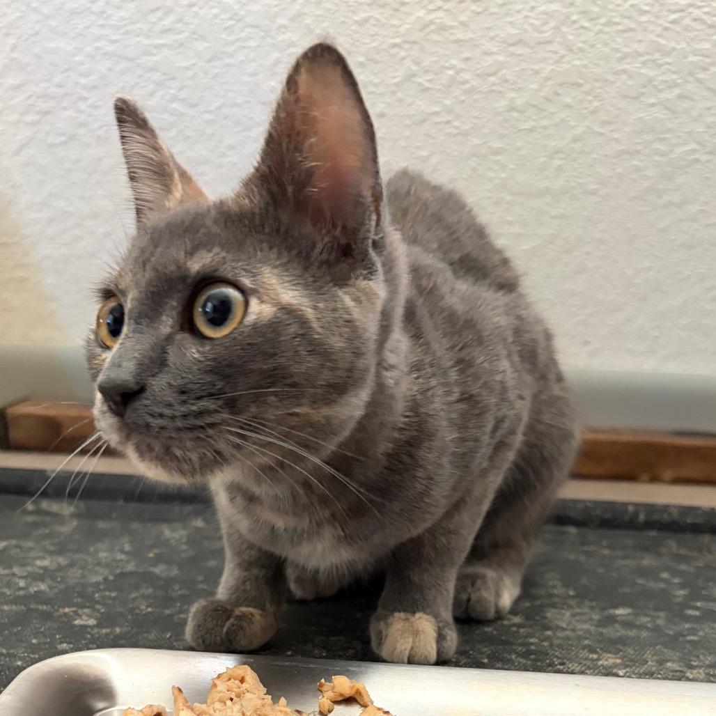 Enlarge Violet, a Adoptable Domestic Short Hair in Calimesa, CA image 2/2
