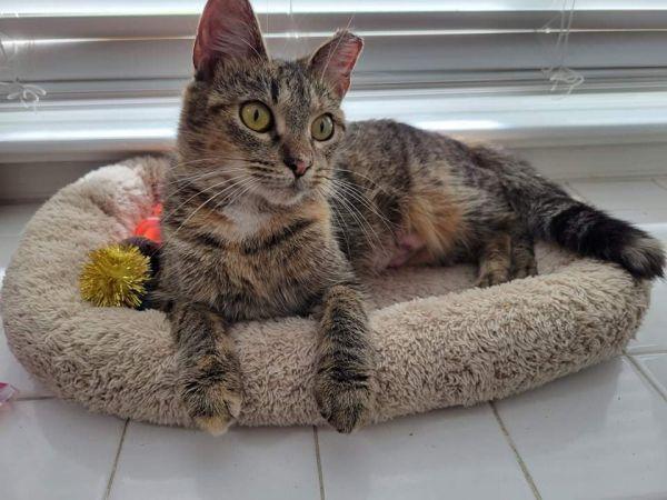 Baby, Adoptable, Adult Female Domestic Short Hair.