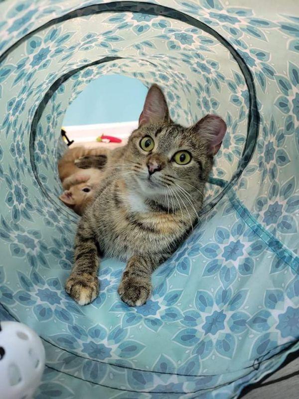 Enlarge Baby, a Adoptable Domestic Short Hair in Stafford, VA image 2/6