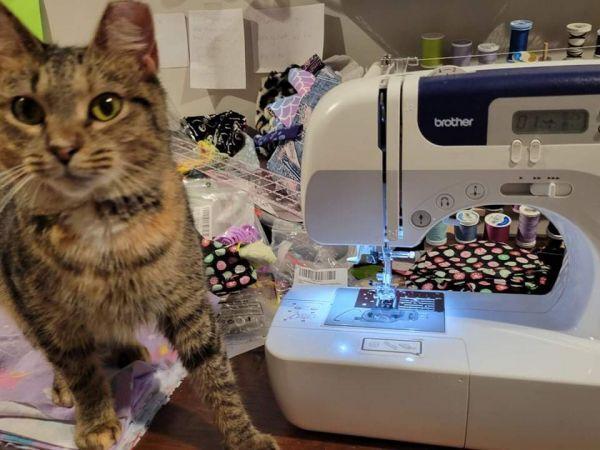 Enlarge Baby, a Adoptable Domestic Short Hair in Stafford, VA image 3/6