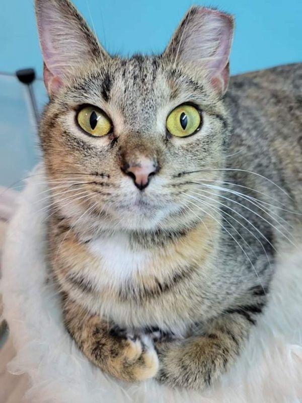 Enlarge Baby, a Adoptable Domestic Short Hair in Stafford, VA image 4/6