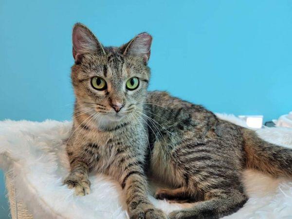 Enlarge Baby, a Adoptable Domestic Short Hair in Stafford, VA image 6/6