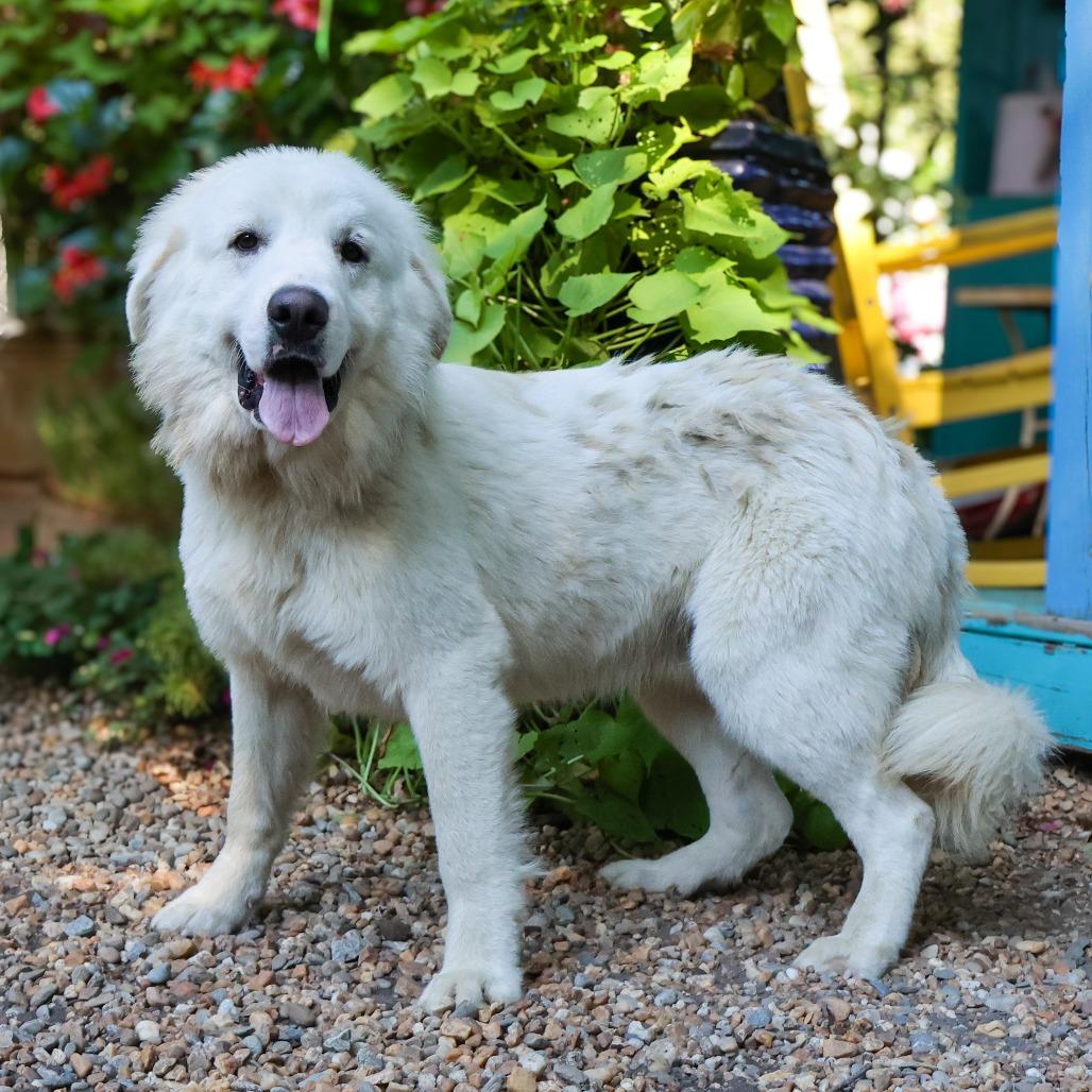 Enlarge Elliot, a Adoptable Great Pyrenees in Wake Forest, NC image 1/2